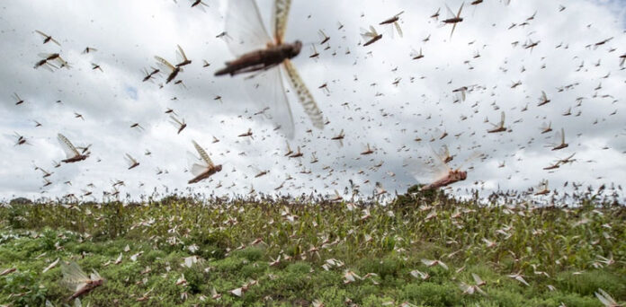 Locusts attack: NDMA has sprayed 5,300 hectares of land in the last 24 hours