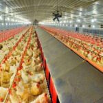 New Bird Flu by Chickens could kill half of humanity: scientists New Bird Flu by Chickens could kill half of humanity: scientists