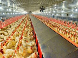 New Bird Flu by Chickens could kill half of humanity: scientists New Bird Flu by Chickens could kill half of humanity: scientists