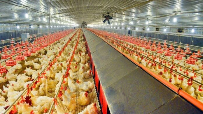 New Bird Flu by Chickens could kill half of humanity: scientists