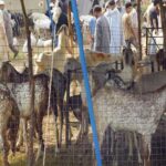 Pakistanis crowded cattle market as Eid-ul-Azha approaches Pakistanis crowded cattle market as Eid-ul-Azha approaches