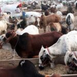 Cattle Markets will be open from 6 a.m. to 7 p.m. : Asad Omar Cattle Markets will be open from 6 a.m. to 7 p.m. : Asad Omar