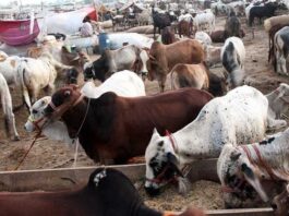 Cattle Markets will be open from 6 a.m. to 7 p.m. : Asad Omar Cattle Markets will be open from 6 a.m. to 7 p.m. : Asad Omar