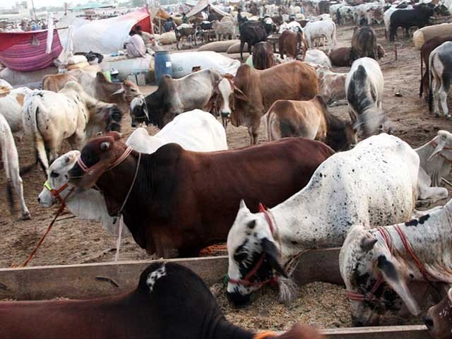 Cattle Markets will be open from 6 a.m. to 7 p.m. : Asad Omar