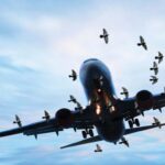 PAF Flight Safety Directorate issued a public message for remains of Sacrificial Animals PAF Flight Safety Directorate issued a public message for remains of Sacrificial Animals
