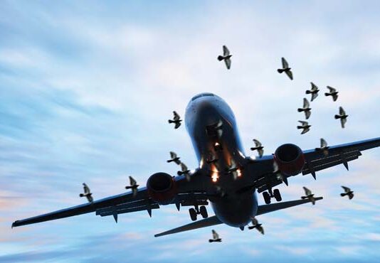 PAF Flight Safety Directorate issued a public message for remains of Sacrificial Animals PAF Flight Safety Directorate issued a public message for remains of Sacrificial Animals