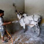 Before Eid, Pakistani cattle are taken to the ‘cow wash’ Before Eid, Pakistani cattle are taken to the 'cow wash'