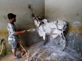 Before Eid, Pakistani cattle are taken to the ‘cow wash’ Before Eid, Pakistani cattle are taken to the 'cow wash'