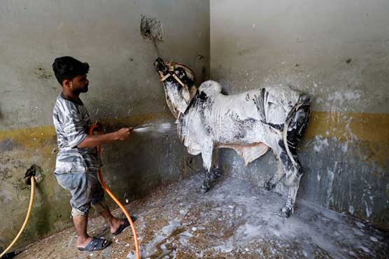 Before Eid, Pakistani cattle are taken to the 'cow wash'