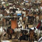 NCOC decides to take strict acrtion on illegal cattle markets NCOC decides to take strict acrtion on illegal cattle markets