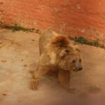 Like The Conservation Sector, Bears in Islamabad Zoo Raise Health Concerns Bear in Islamabad Zoo