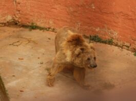 Like The Conservation Sector, Bears in Islamabad Zoo Raise Health Concerns Bear in Islamabad Zoo