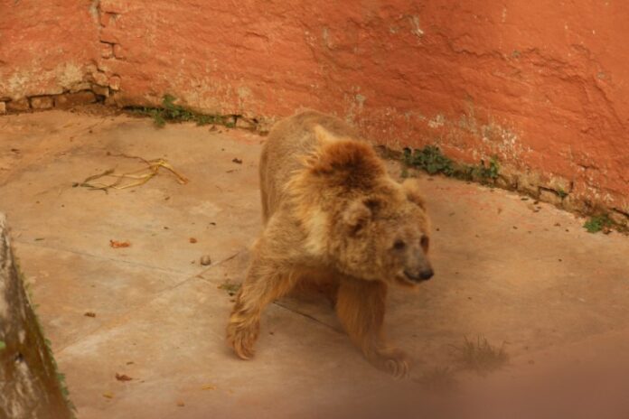 Bear in Islamabad Zoo