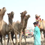 Camels in Sindh, Cholistan And Lahore Are The Center of Attention of Cattle Markets Camel in Shahpur Kanjran Mandi Lahore