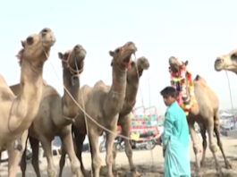 Camels in Sindh, Cholistan And Lahore Are The Center of Attention of Cattle Markets Camel in Shahpur Kanjran Mandi Lahore