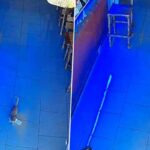 In Russia, Cats Started Stealing During The Lockdown Cat Stolen Cash from Cashier's Box in Russia