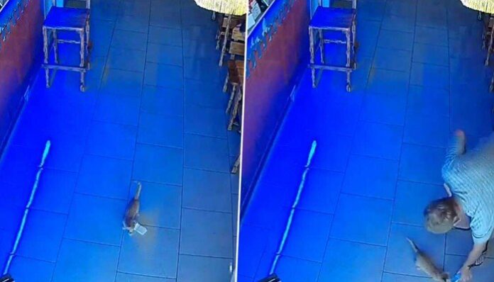 Cat Stolen Cash from Cashier's Box in Russia