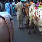 Fighting in Illegal Cattle Market in Mandi Bahauddin Cattle Market