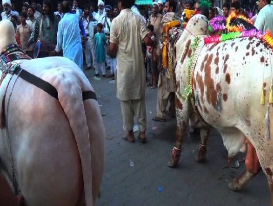 Fighting in Illegal Cattle Market in Mandi Bahauddin Cattle Market