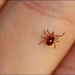 Another virus may spread in Pakistan on Eid ul Adha Another virus may spread in Pakistan on Eid ul Adha