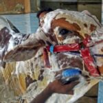 Pakistanis Clean Eid Animals at Car Cleaners Eid Animals Cleaning
