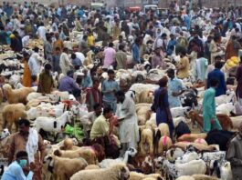 Cabinet Talk About Eid SOPs, Load Shedding Continues in Karachi Eidul Azha