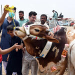 Helpline in Karachi on Eid Day, Garbage Disposal Complaint Number Karachi Complaints Number About Offal Disposal