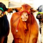 Karachi Venues For The Collective Eid-ul-Adha 2020 Karachi Cows