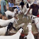 Sindh issues rules for collecting animal skin on Eidul Azha Sindh issues rules for collecting animal skin on Eidul Azha