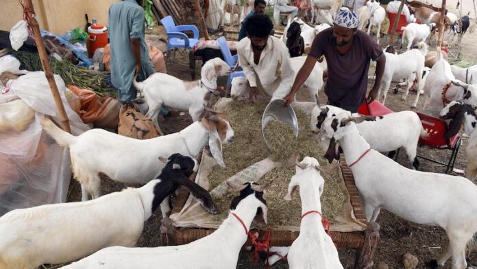 Sindh issues rules for collecting animal skin on Eidul Azha