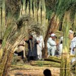 Pakistan Sugar Mills Will Be Investigated as The Court Removed The Protection Sugar Labourers in Lahore