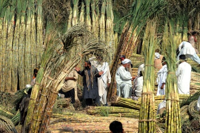 Sugar Labourers in Lahore