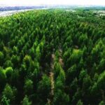 Irregularities in PTI’s Billion Tree Tsunami project have come to light Irregularities in PTI's Billion Tree Tsunami project have come to light