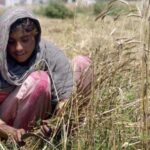 Pakistan Green Light Tax and Duty Free Wheat Women Growing Wheat