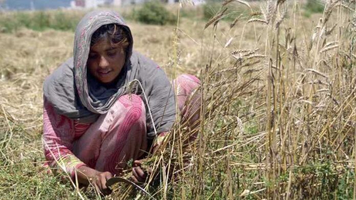 Women Growing Wheat