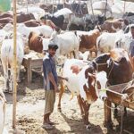 After the moon sighting, cattle markets will be set up in Islamabad: MCI After the moon sighting, cattle markets will be set up in Islamabad: MCI