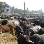 527 illegal livestock markets were sealed when SOPs were violated 527 illegal livestock markets were sealed when SOPs were violated