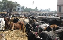 527 illegal livestock markets were sealed when SOPs were violated 527 illegal livestock markets were sealed when SOPs were violated