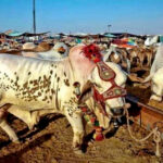 Sindh Govt ordered to close cattle market at Super High way by 7 pm Sindh government has extended the business hours of cattle markets