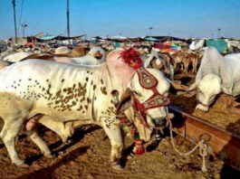 Sindh Govt ordered to close cattle market at Super High way by 7 pm Sindh government has extended the business hours of cattle markets