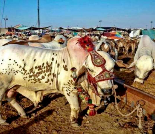Sindh Govt ordered to close cattle market at Super High way by 7 pm Sindh government has extended the business hours of cattle markets
