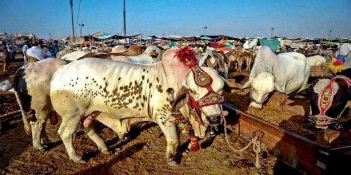 Sindh government has extended the business hours of cattle markets