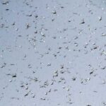 Locust attack: Pakistan decides to pay affected farmers Locust attack: Pakistan decides to pay affected farmers