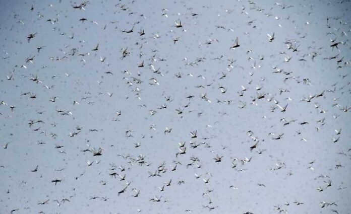 Locust attack: Pakistan decides to pay affected farmers