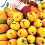 Pakistan starts exporting mango to Japan Pakistan starts exporting mango to Japan