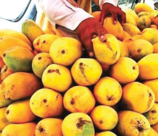 Pakistan starts exporting mango to Japan Pakistan starts exporting mango to Japan