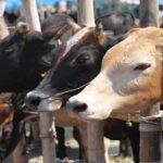 Sindh govt to selects particular places for collective sacrifice on Eidul Adha Sindh govt to selects particular places for collective sacrifice on Eidul Adha