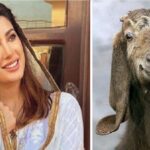 Mahwish Hayat still remembers his sacrificial goats Mahwish Hayat still remembers his sacrificial goats