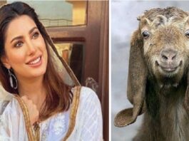 Mahwish Hayat still remembers his sacrificial goats Mahwish Hayat still remembers his sacrificial goats