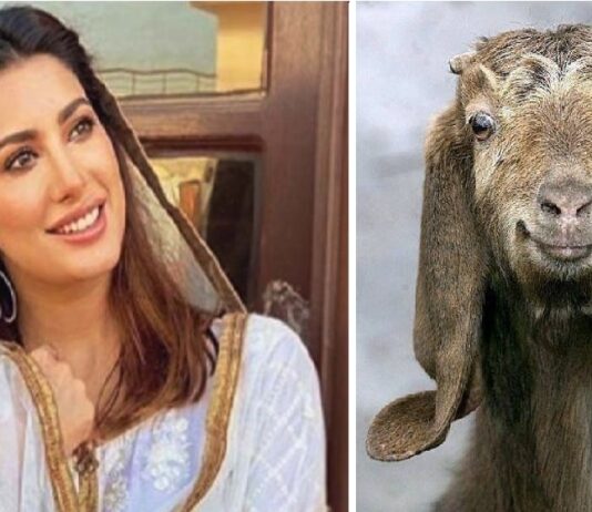 Mahwish Hayat still remembers his sacrificial goats Mahwish Hayat still remembers his sacrificial goats